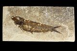 Fossil Fish (Knightia) - Wyoming #162675-1